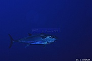 Gymnosarda unicolor Thon a dent de chien-Safaga Panomara Reef N-21m-20171123-Denis-ADER-DSC_3610_tn